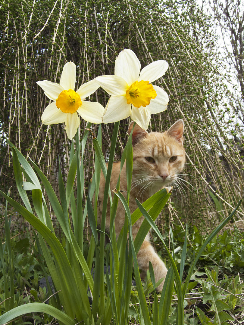 My cat in the garden