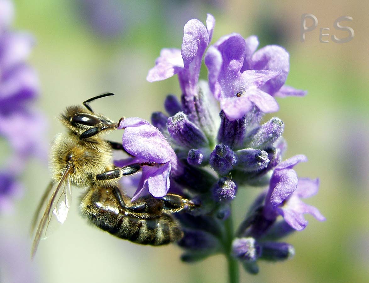 Bee on purple flower