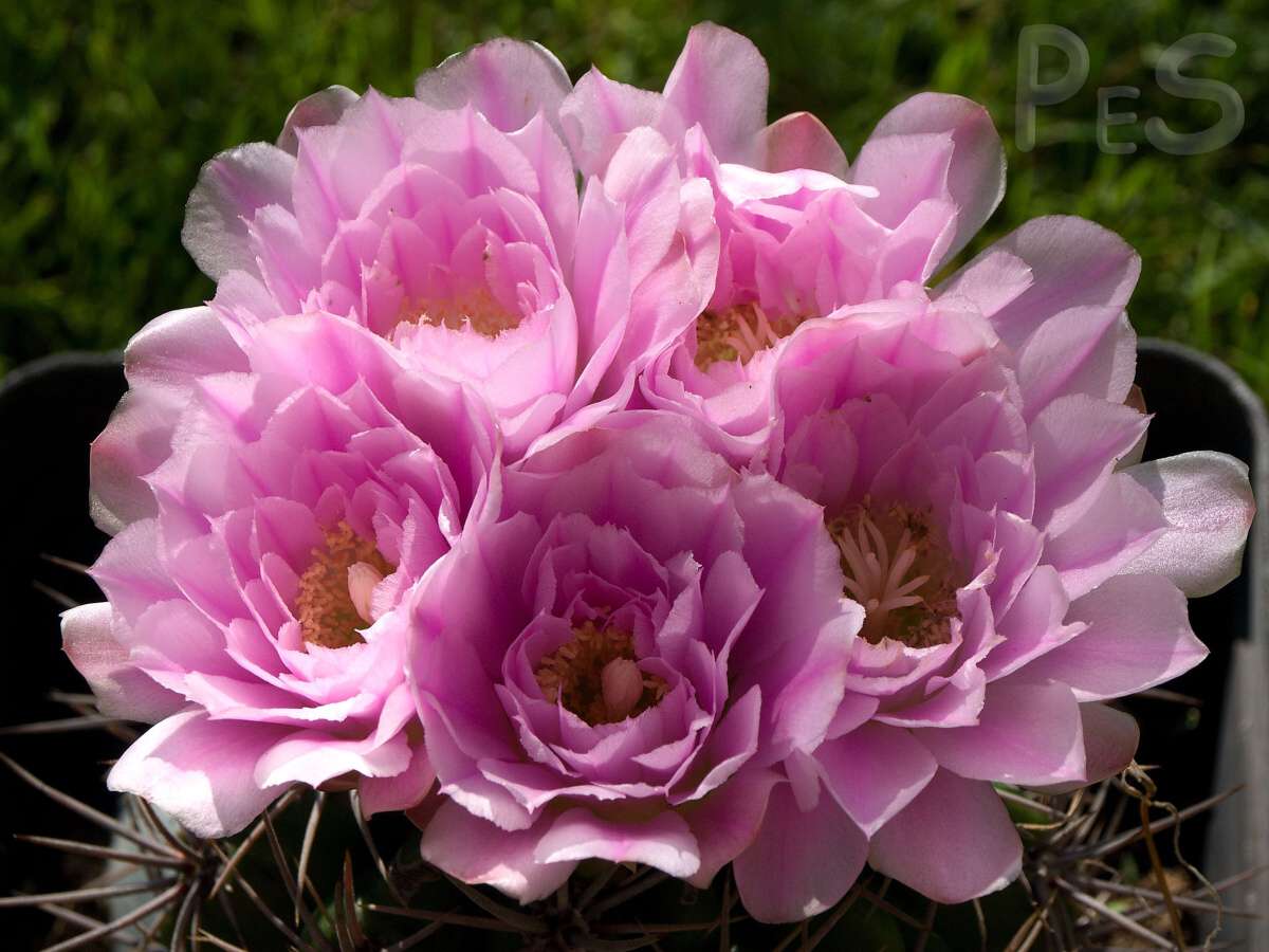 Gymnocalycium horridispinum