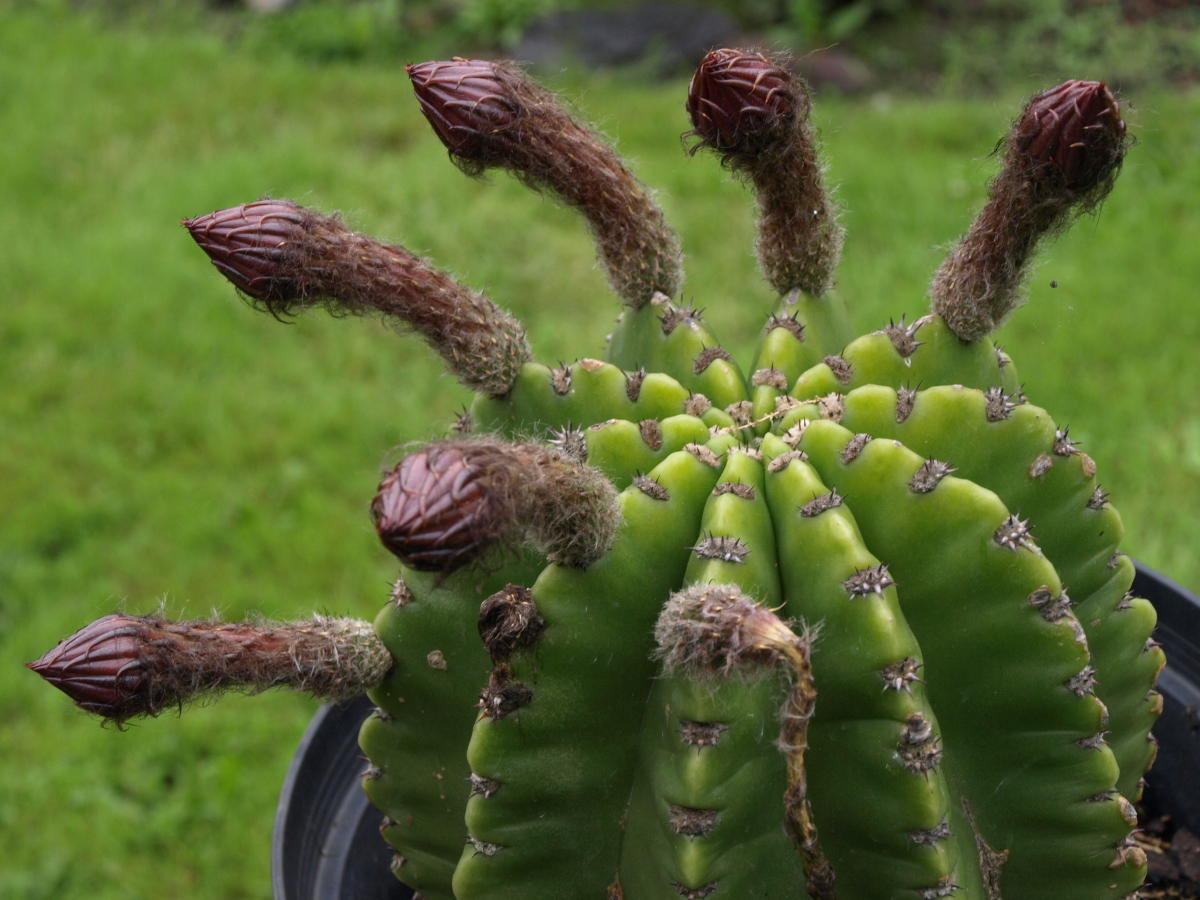 Echinopsis werdermanii