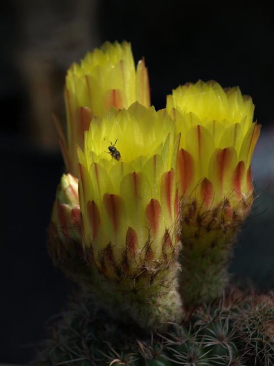 Notocactus