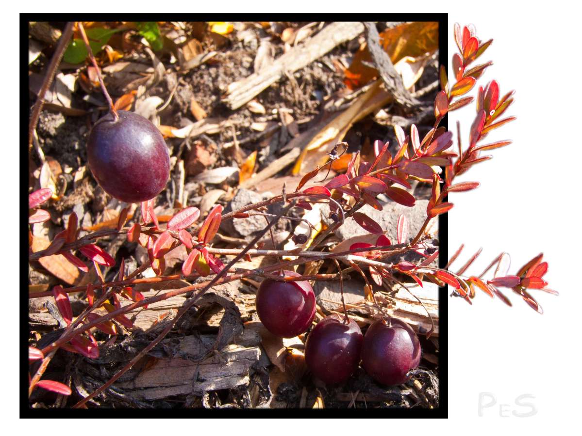 Cranberries