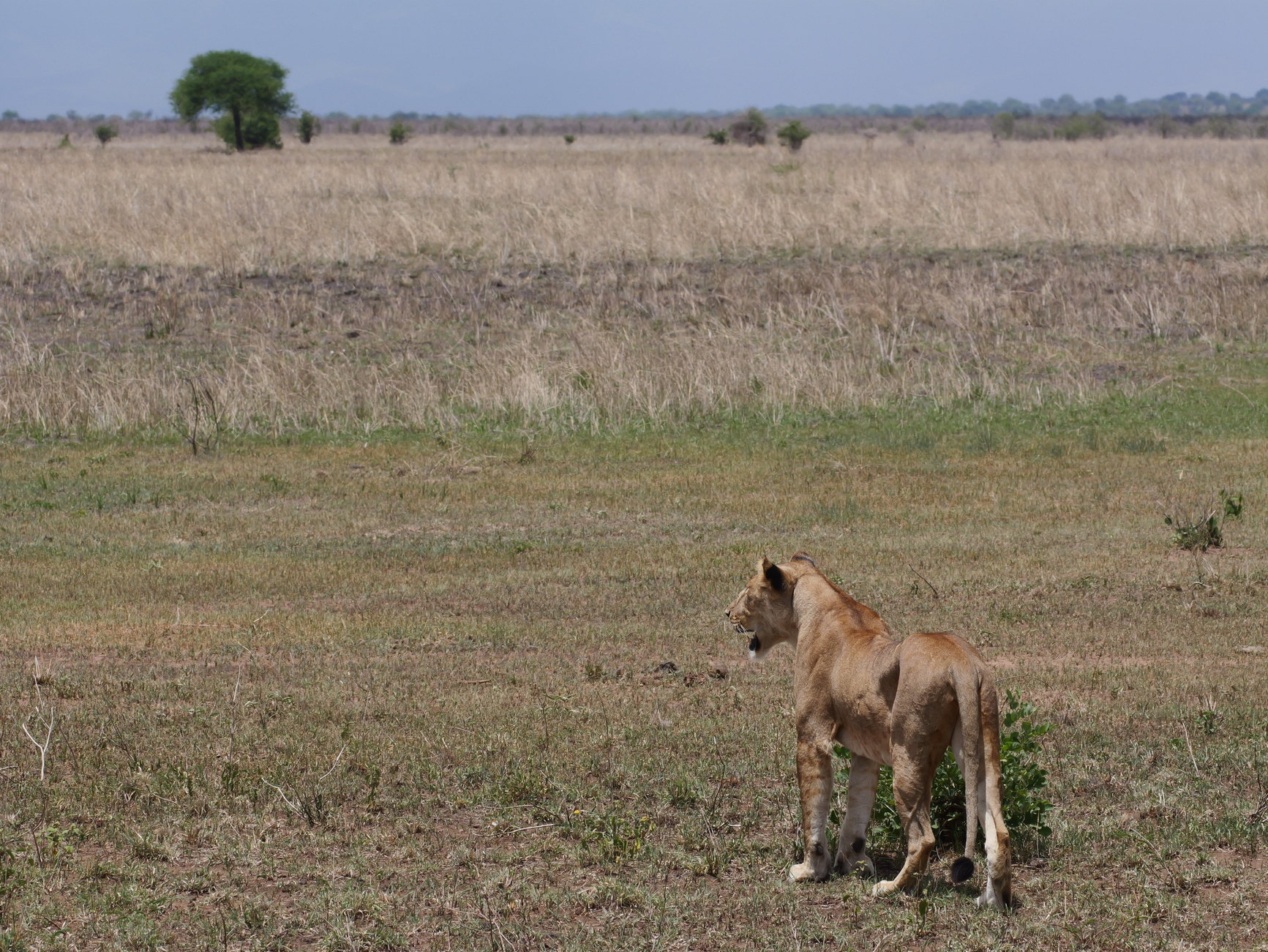 Tarangire
