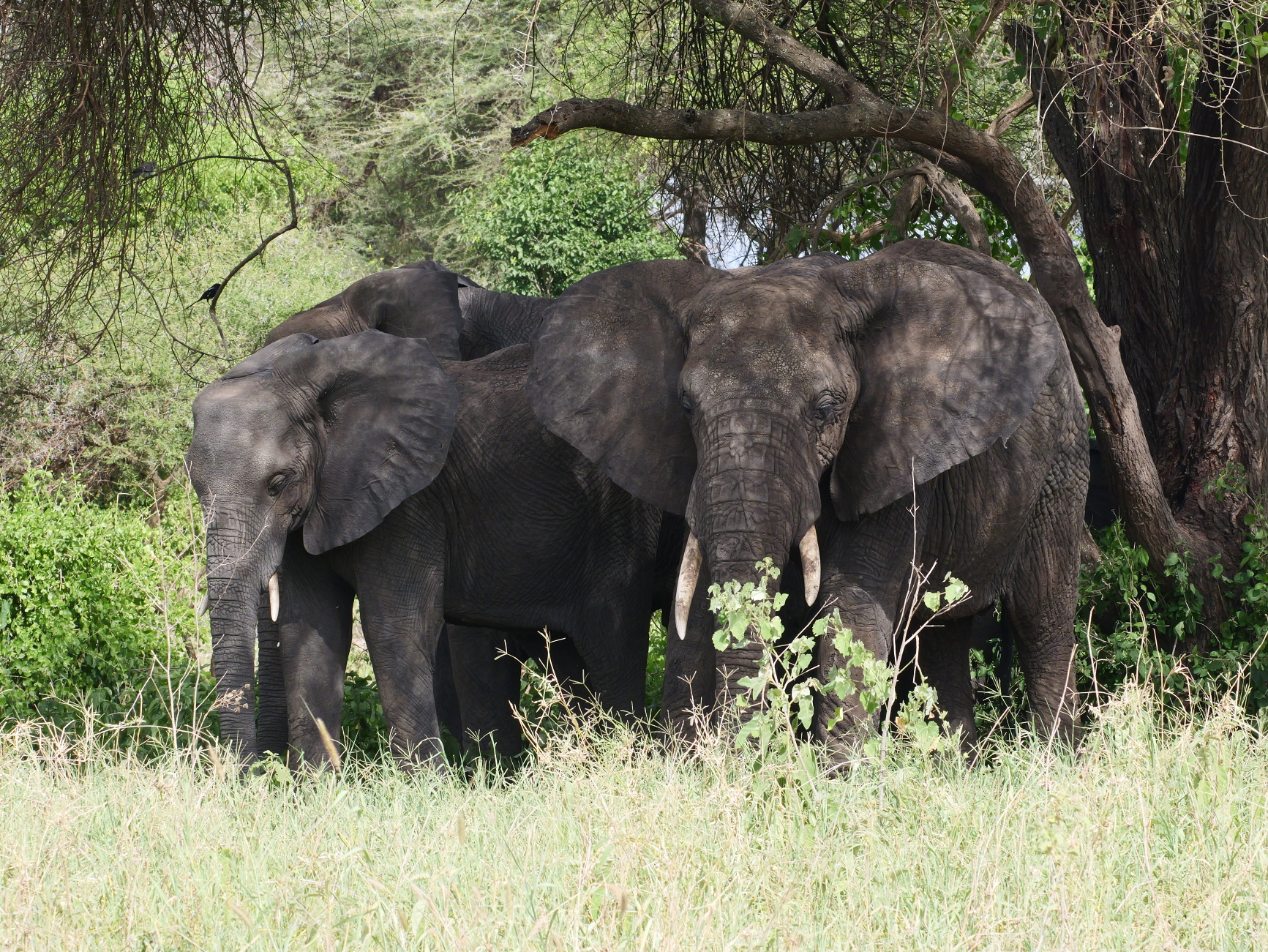 Tarangire 2