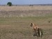 Tarangire
