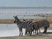 NgoroNgoro zebry