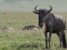 NgoroNgoro pakůň