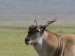 NgoroNgoro Antilopa_losí