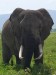 NgoroNgoro sloní samec