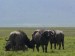 NgoroNgoro buvol