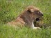NgoroNgoro lvice