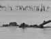 Lake Manyara hroši
